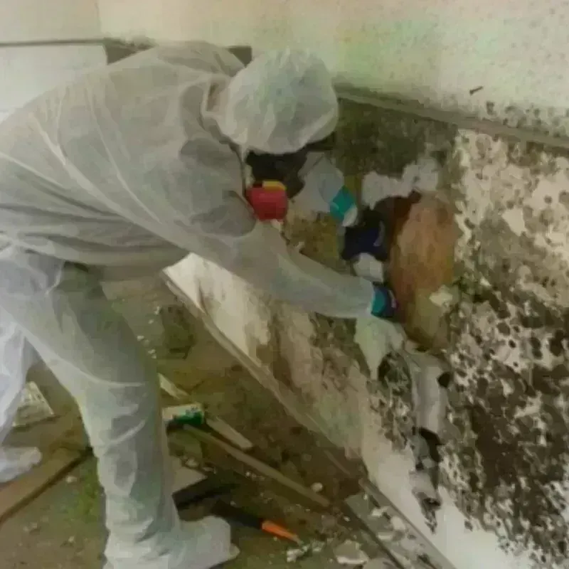 Mold Remediation and Removal in Princeton, FL